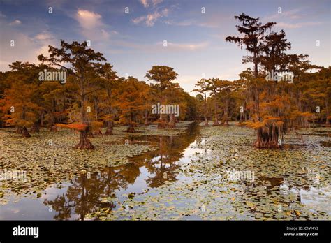 Bald Cypress Trees With Spanish Moss In A Swamp Cypress Swamp Caddo