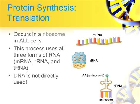 Transcription And Translation Ppt Download