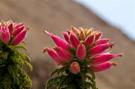 Evitan Extinci N De Especies Amenazadas Gracias A Iniciativa Que