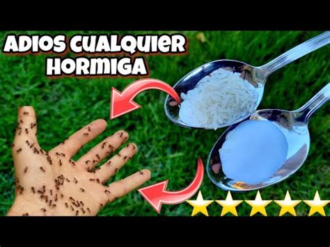 Elimina Las Hormigas De Tu Casa De Forma Efectiva Con Estos Consejos