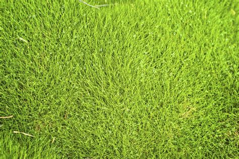 Zoysia Tenuifolia Planter Et Entretenir Ooreka