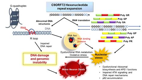 Ijms Free Full Text The Emerging Role Of Dna Damage In The