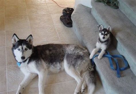 Full Grown Chihuahua And Husky Mix - Pets Lovers