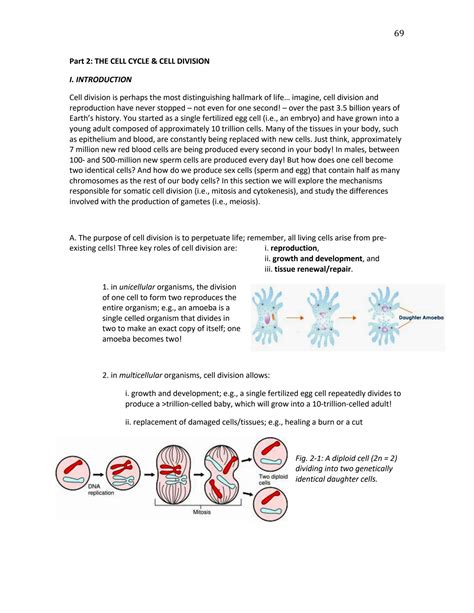 Solved Hw Ch Cell Reproduction Worksheet Fill In The Chegg