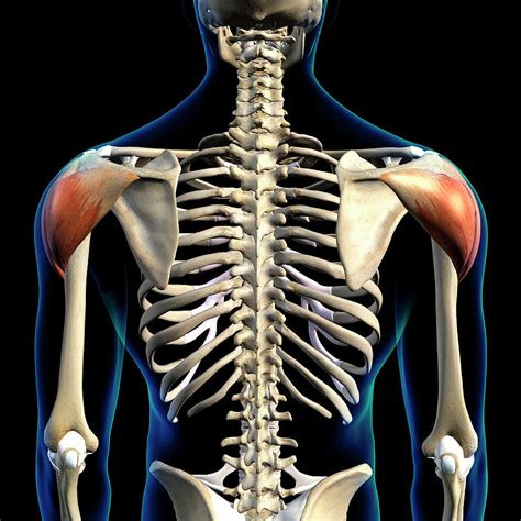 Deltoid Muscles Isolated In Posterior Photograph By Hank Grebe Fine