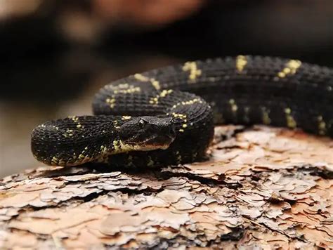 Arizona Black Rattlesnake - Facts, Size, Diet, Pictures - All Animal Facts