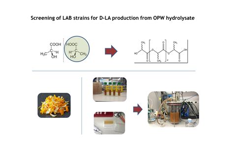 Fermentation Free Full Text Production Of D Lactic Acid By The