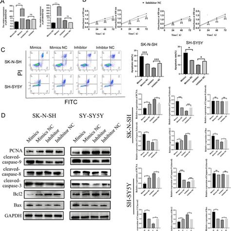 PiRNA MW557525 Inhibits The Proliferation And Promoted The Apoptosis Of