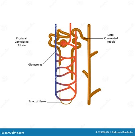 Nephron Structure