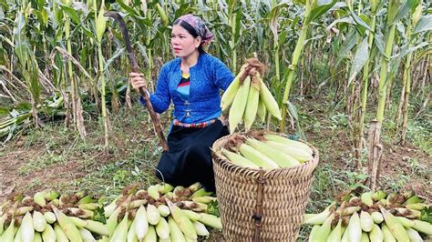 Harvesting Corn Garden Goes To The Market Sell Repairing The Kitchen