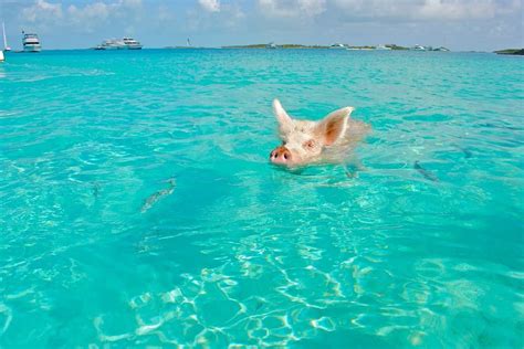 Swim with Pigs in Pig Island, Bahamas - Tripelle