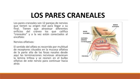 Morfofisiologia Del Sistema Nervioso Central Ppt