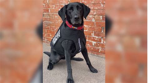 Cspd K9 Luna Receives Donation Of Body Armor Krdo