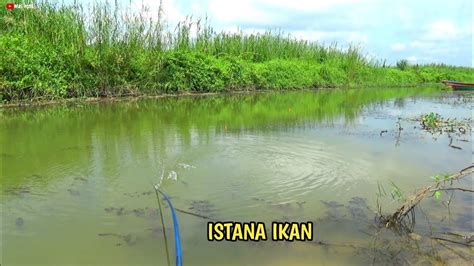 EDAN DI HAJAR TERUS BERKALI KALI UJUNG JORANKU SAMPAI NYUNGSEP KE