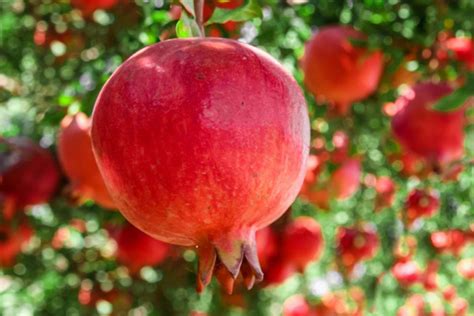 How To Grow Pomegranate Trees