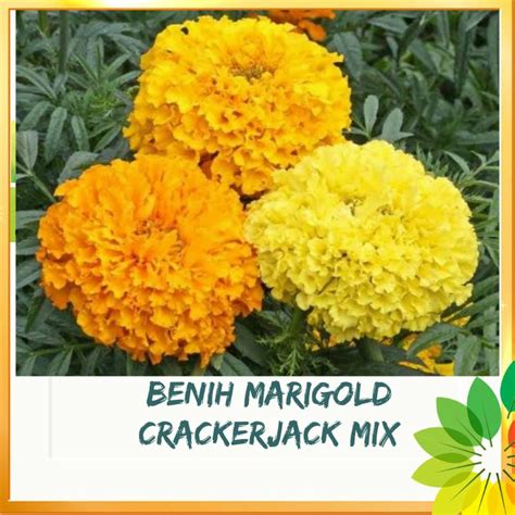 Jual Benih Bunga MARIGOLD CRACKERJACK Mix Isi 3 Biji Shopee Indonesia