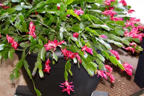 10 Things Every Christmas Cactus Owner Needs To Know