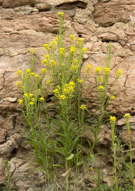 Wallflower (Erysimum pieninicum) - Stock Image - B808/1254 - Science ...