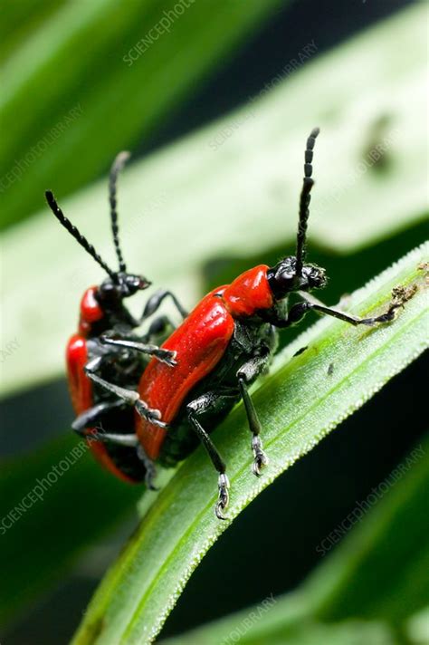 Mating Lily Beetles Lilioceris Lilii Stock Image C0340028 Science Photo Library