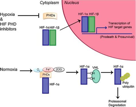 Ischemia Regulated Transcription Factors Hypoxia Inducible Factor 1