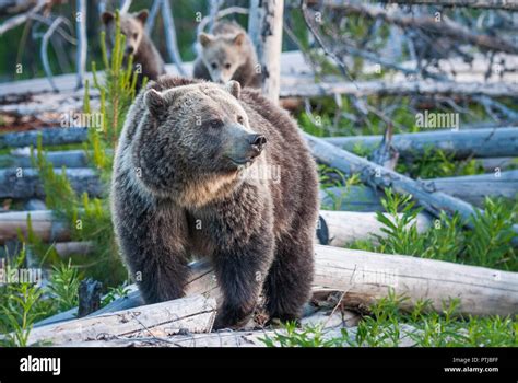 Grizzly bear family Stock Photo - Alamy