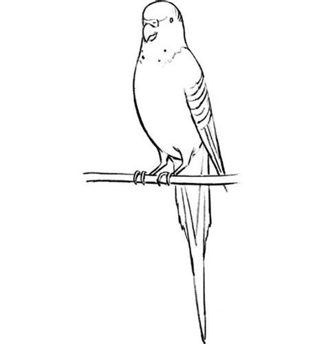 Волнистый Попугай Разукрашки - 70 фото