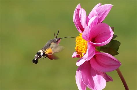 7 Interesting Facts About the Hummingbird Moth - Brightly