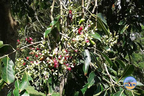 Jambolan Syzygium Cumini Is A Very Large Nemba Cat B Alien Invasive Tree