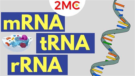 mRNA, tRNA, and rRNA function | Types of RNA | mrna - CASTU