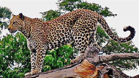 Javan Leopard | Animal Database | Fandom