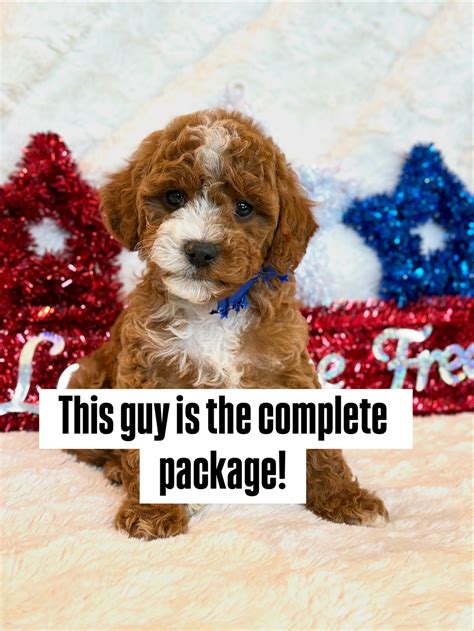 Royal Mini Goldendoodles