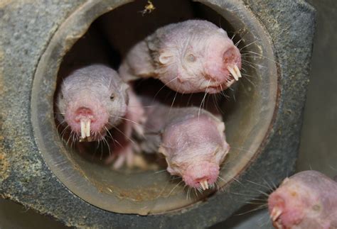 How Naked Mole Rats Can Survive Without Oxygen For Minutes Live Science