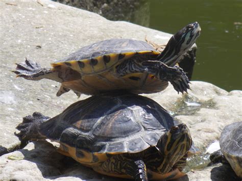 Balancing Act Nature Animals Animals Turtle