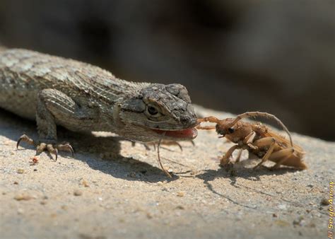 Lizards Eat Mosquitoes at Ronald Hollon blog