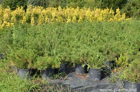 Купить Сосну горную. Pinus montana саженцы | PLANTE.md