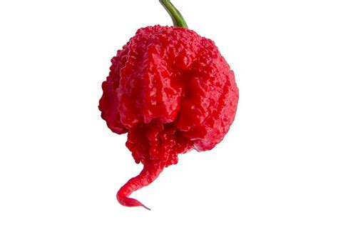 Pianta Di Peperoncino Carolina Reaper Red Handycare