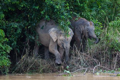 Borneo Pygmy Elephant — Global Conservation