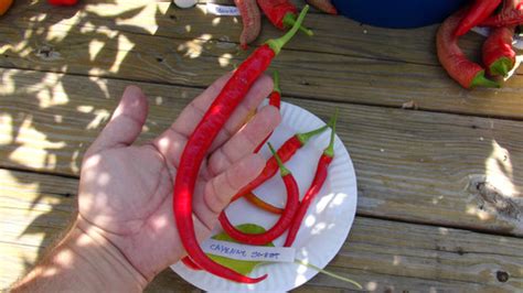 Cayenne Sweet Pepper Hrseeds