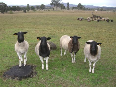 The Black Headed Dorper Sheep Dengarden