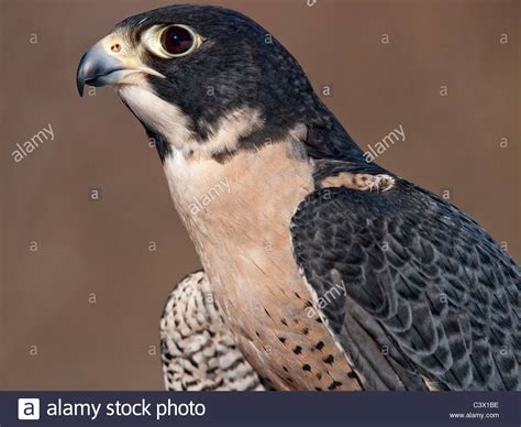 Portrait Of A Peregrine Falcon Falco Peregrinus Side View Looking Off