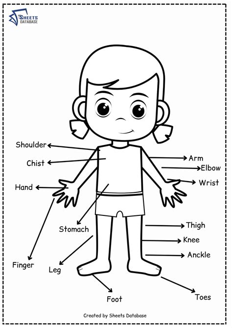 Body parts worksheets – Sheets