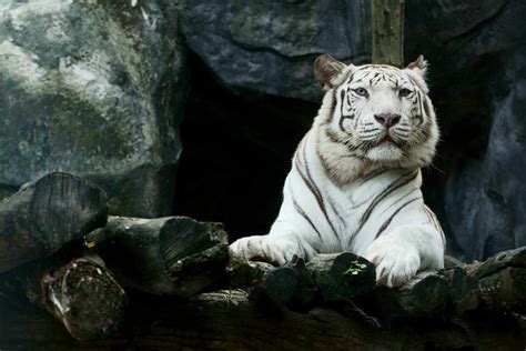 White Tiger Wallpapers and Backgrounds 4K, HD, Dual Screen