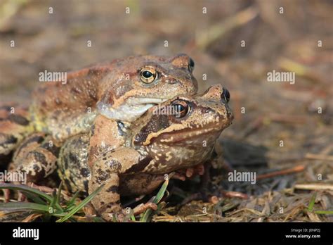 External fertilization hi-res stock photography and images - Alamy