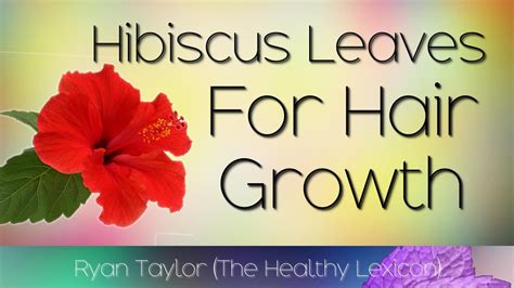 Hibiscus Leaves For Hair Growth Youtube