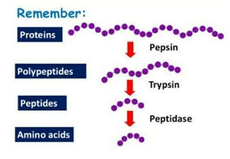 What Is The Function Of The Digestive Enzymes Cbse Class Notes