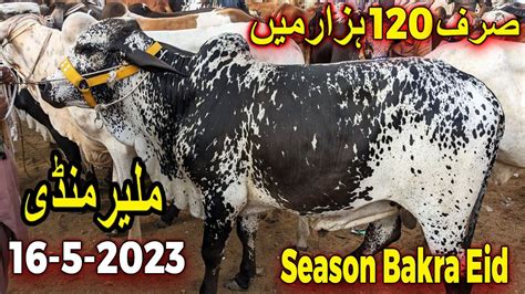 Malir Mandi Karachi Cattle Rates Update 16 May 2023 Cow Mandi 2023