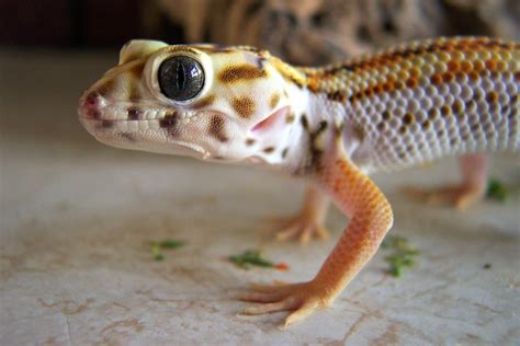 All Sizes Giant Frog Eyed Gecko Teratoscincus Scincus Keyserlingi