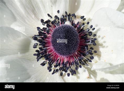 Anemone seeds? : r/gardening