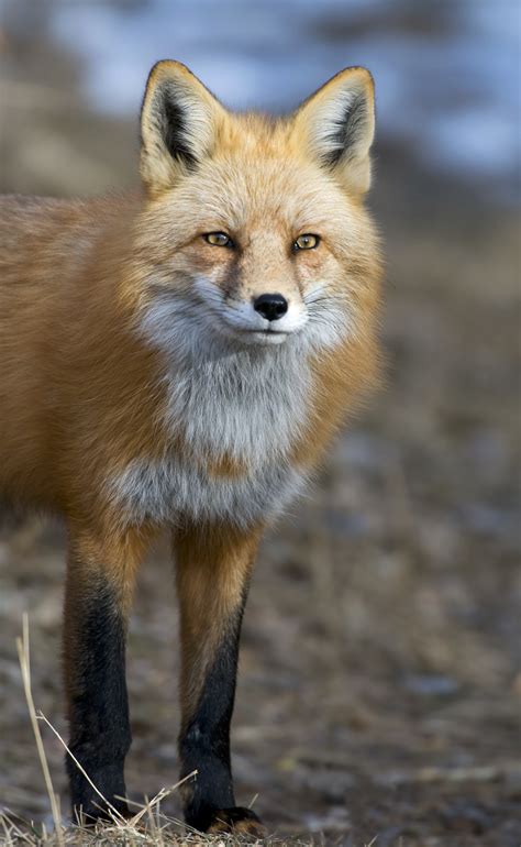 Animals in the Rocky Mountains - Rocky Mountain National Park Wildlife ...