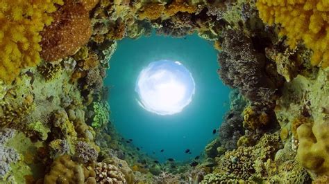 Premium Photo The Underwater World Of Coral Reef With Fishes At